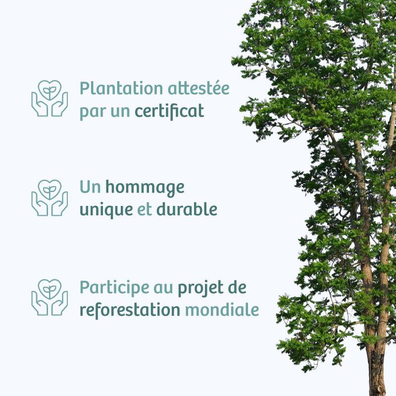 Planter un arbre en hommage à M. Maurice BAQUE